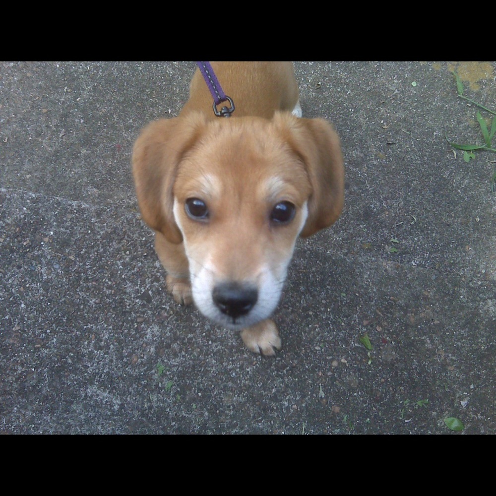 R.I.P. Junebug 😭 01/28/21 - Picture 12 of 16